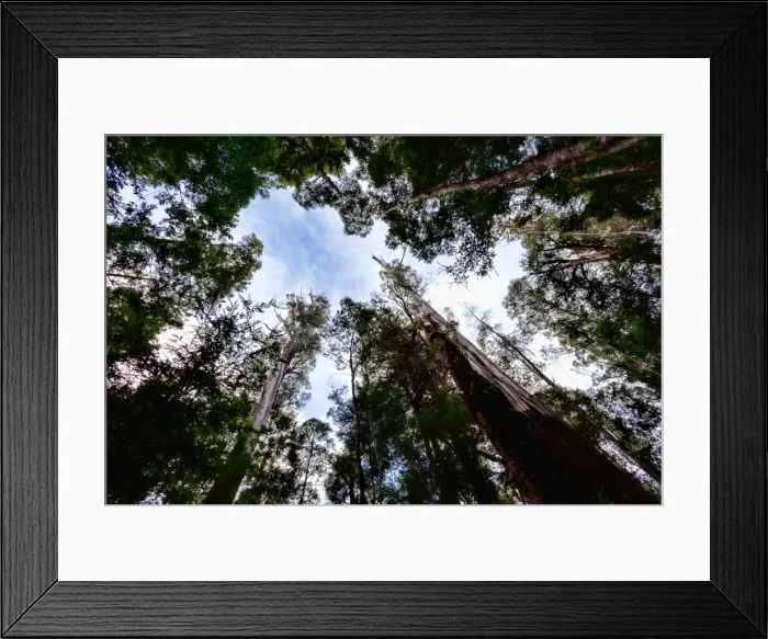 Framed Print : Big tree reserve, Maydena, Tasmania Framed Print : Big tree reserve, Maydena, Tasmania