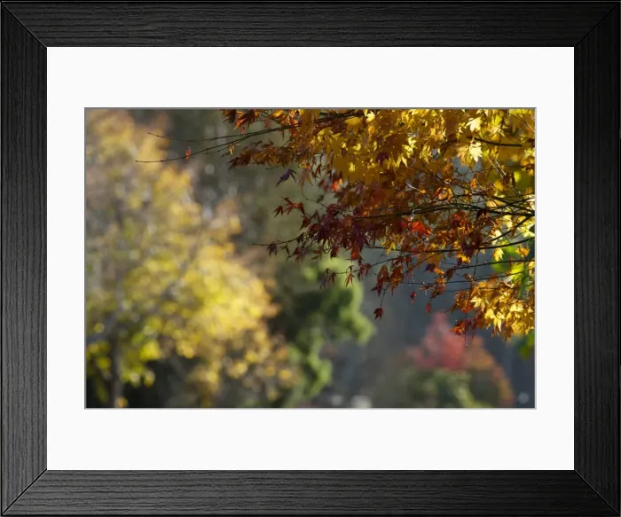 Framed Print : Autumn rainbow