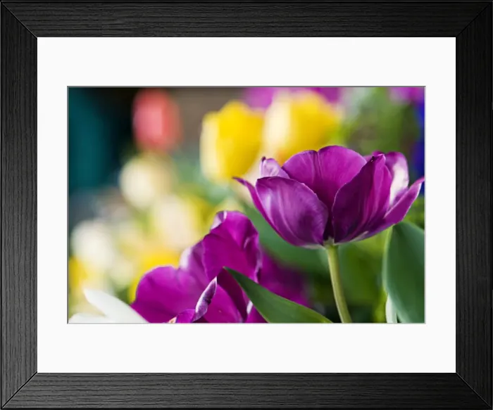 Framed Print : Purple and yellow tulips Framed Print : Purple and yellow tulips