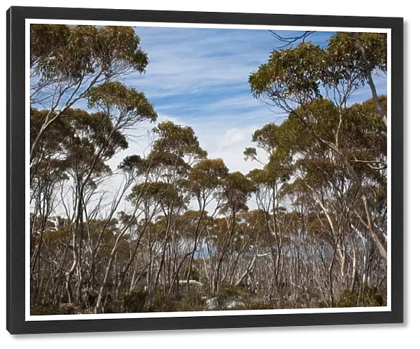Woods. Eucalypt Forest on the slopes of Mount Wellington, Tasmania, Australia