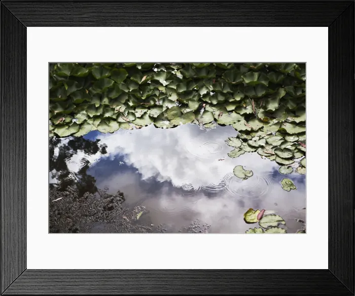 Framed Print : Leaves Floating In The Water With Clouds Reflected In A Shallow Pool