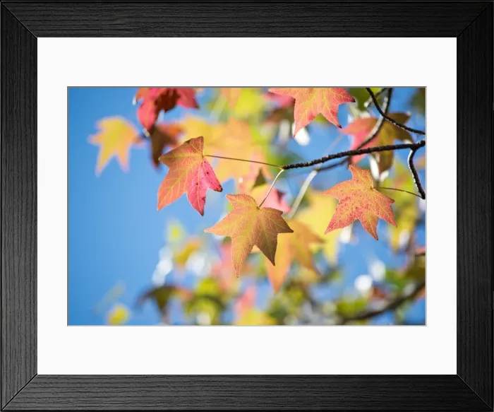 Framed Print : Autumn Leaves