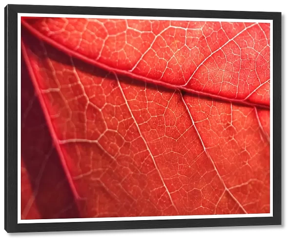 Red autumn leaf texture