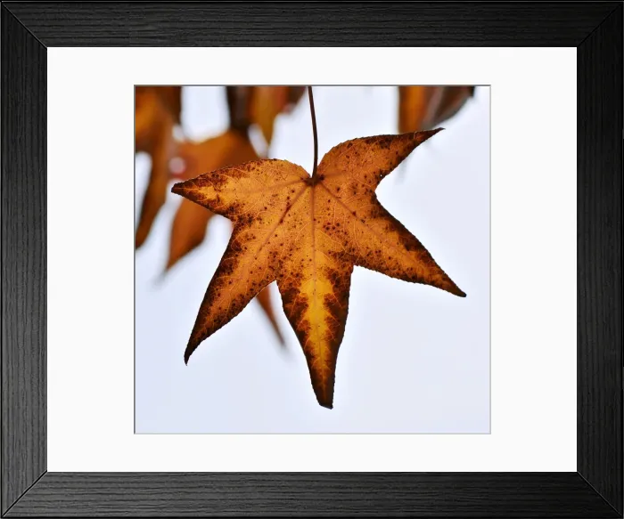 Framed Print : Autumn Leaf