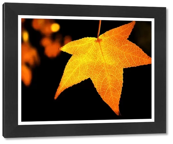 Golden autumn maple leaf