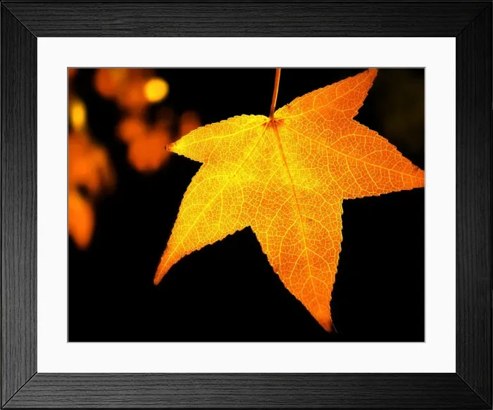 Framed Print : Golden autumn maple leaf Framed Print : Golden autumn maple leaf