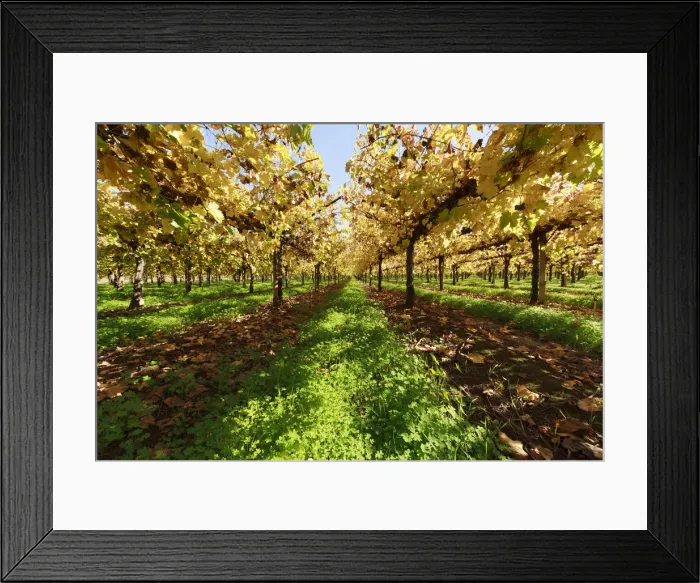 Framed Print : Vineyards. Autumn Red grape vines in Victoria Framed Print : Vineyards. Autumn Red grape vines in Victoria
