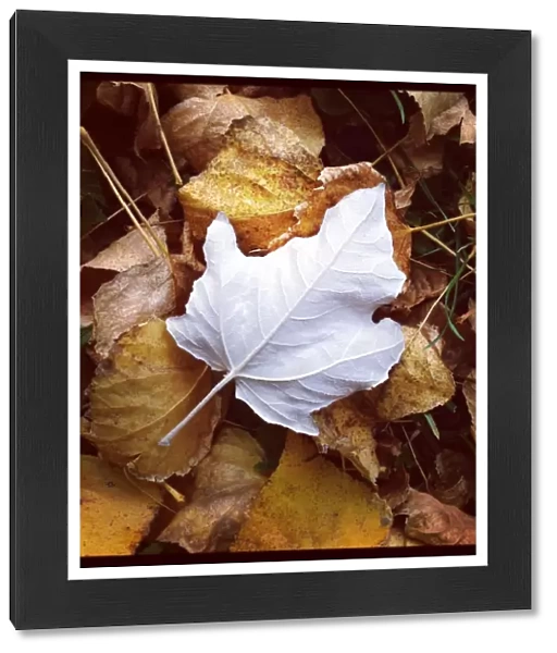 Single white leaf laying on pile of autumn leaves
