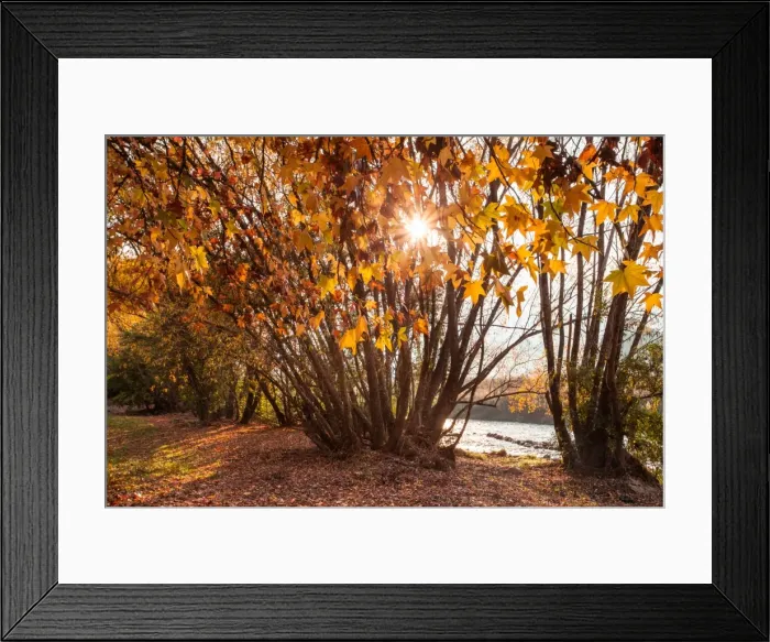 Framed Print : Golden autumn leaves