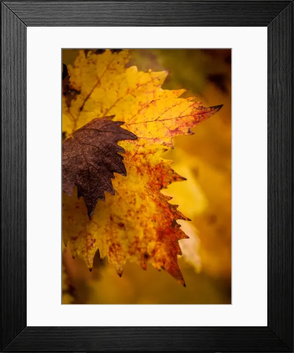 Framed Print : Autumn Leaves Framed Print : Autumn Leaves