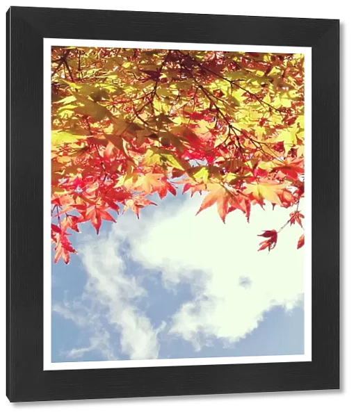 Looking up at autumn leaves towards blue sky