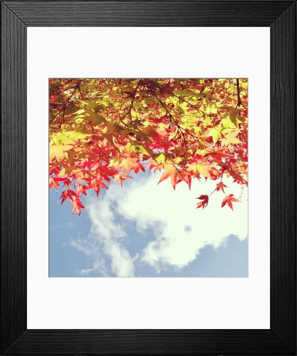 Framed Print : Looking up at autumn leaves towards blue sky Framed Print : Looking up at autumn leaves towards blue sky