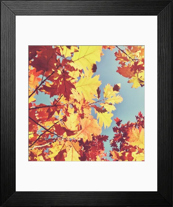 Framed Print : Looking up at sky through golden autumn leaves Framed Print : Looking up at sky through golden autumn leaves