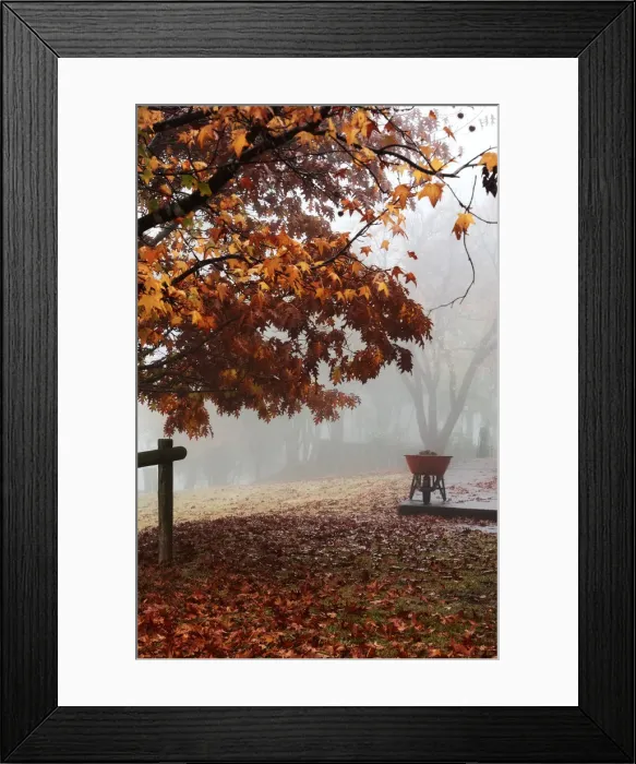 Framed Print : Firewood. A foggy cold morning with beautiful Autumn colours; a wheelbarrow