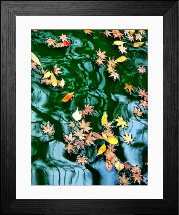 Framed Print : Autumn leaves floating on a pond Framed Print : Autumn leaves floating on a pond