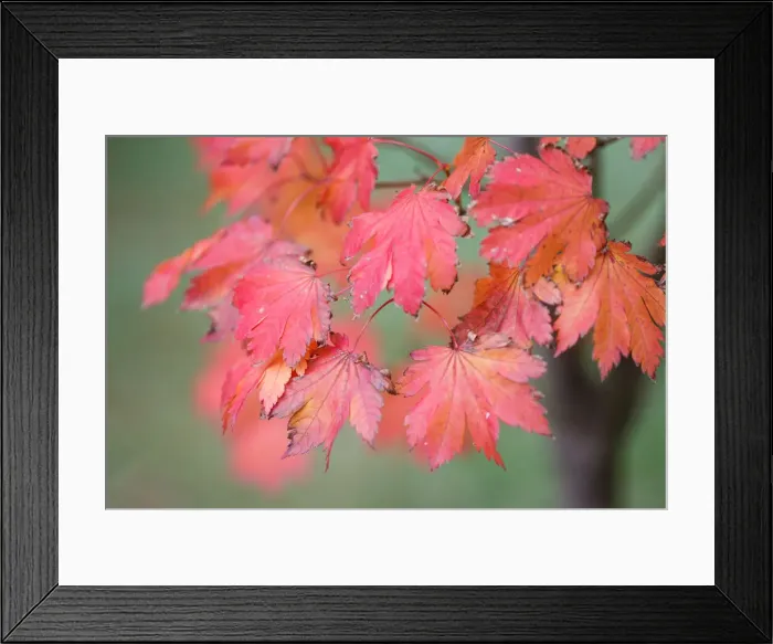 Framed Print : Red Maple. Maple Leaves turning into a deep red color in Autumn Framed Print : Red Maple. Maple Leaves turning into a deep red color in Autumn