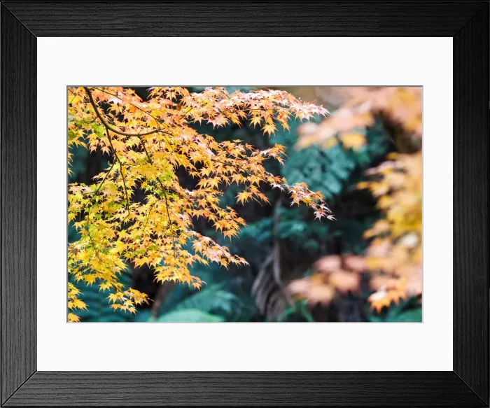Framed Print : Autumn Colors Framed Print : Autumn Colors