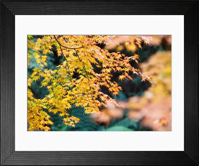 Framed Print : Yellow Maple