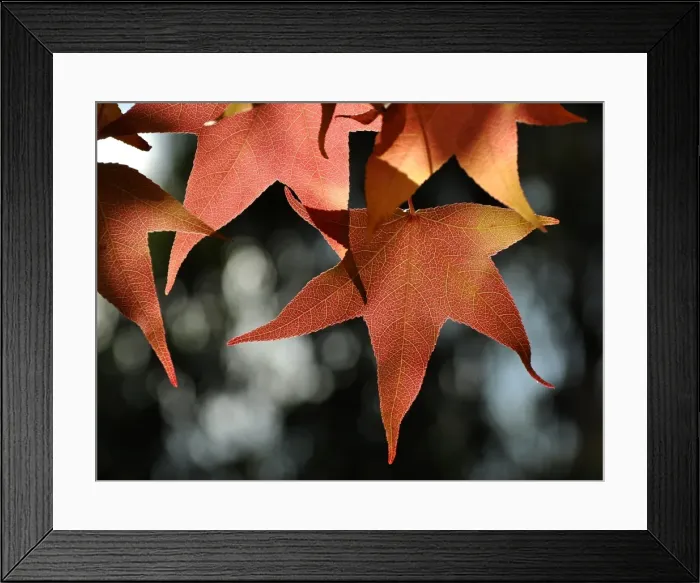 Framed Print : Autumn Leaves Framed Print : Autumn Leaves