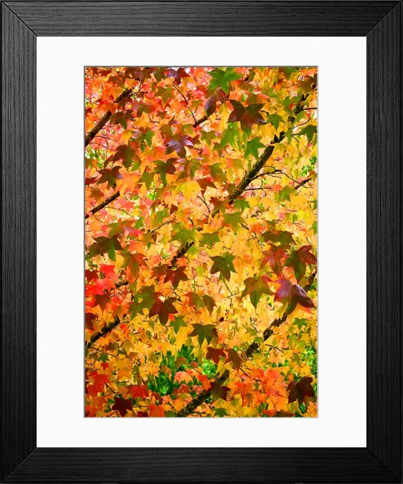 Framed Print : Autumn Leaves Framed Print : Autumn Leaves