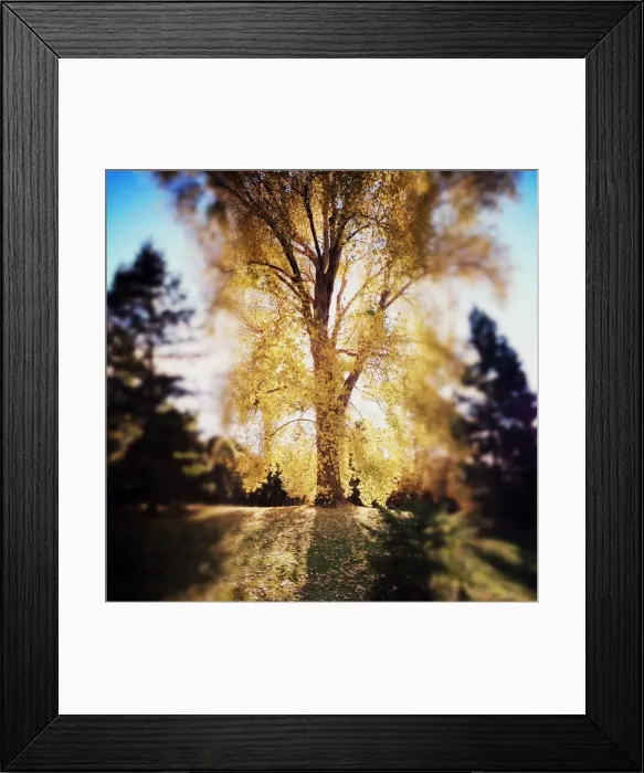 Framed Print : Autumn tree