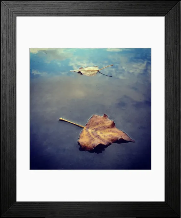 Framed Print : Fallen leaves