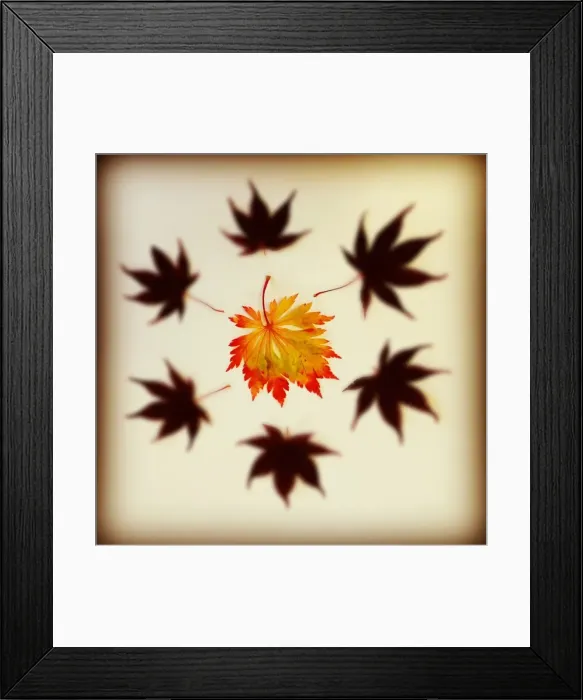 Framed Print : Autumn leaves Framed Print : Autumn leaves