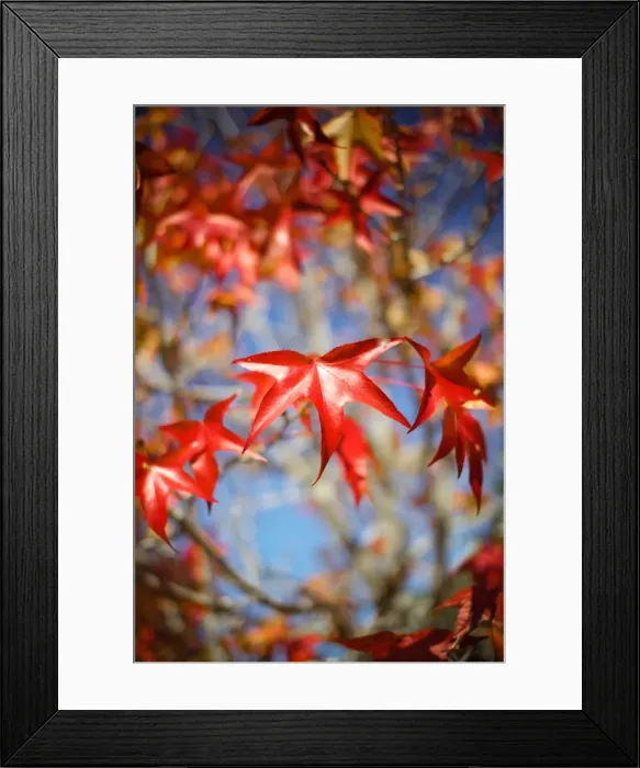 Framed Print : Red leaves against blue sky Framed Print : Red leaves against blue sky