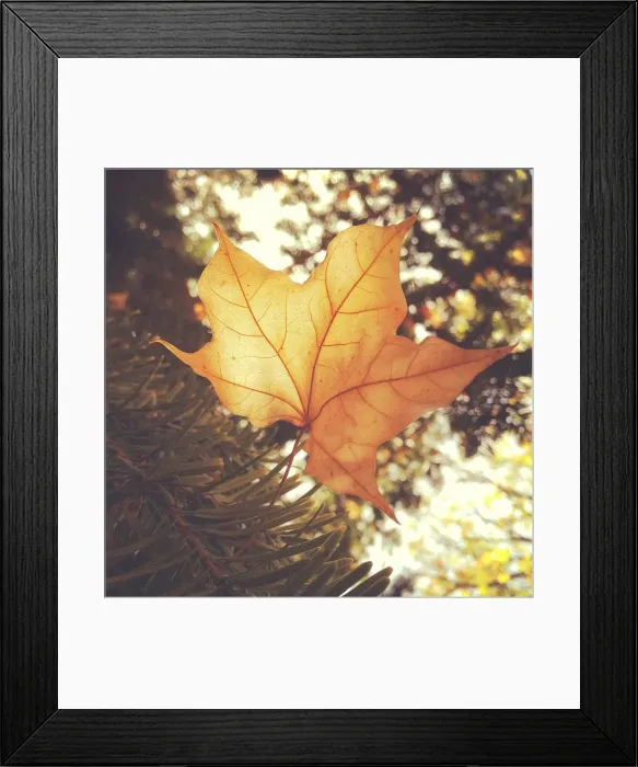 Framed Print : Soft autumn leaf