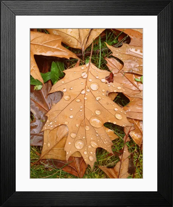 Framed Print : Water droplets on autumn leaf