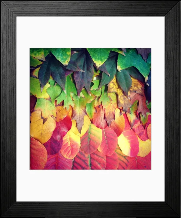 Framed Print : Autumn leaves arranged into colorful rainbow Framed Print : Autumn leaves arranged into colorful rainbow