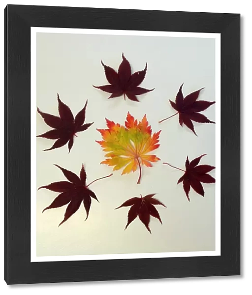 Autumn leaves arranged into symmetrical pattern
