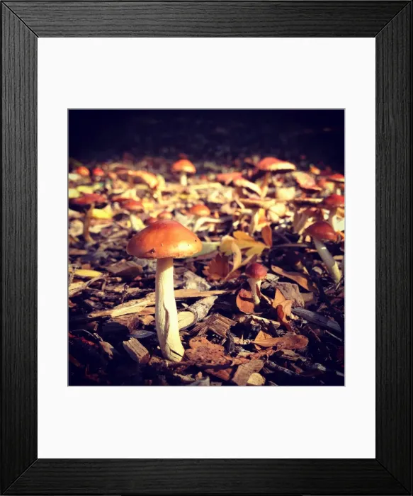 Framed Print : Tiny mushroom Framed Print : Tiny mushroom