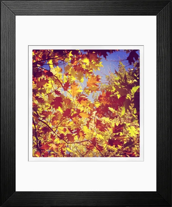 Framed Print : Autumn leaves Framed Print : Autumn leaves