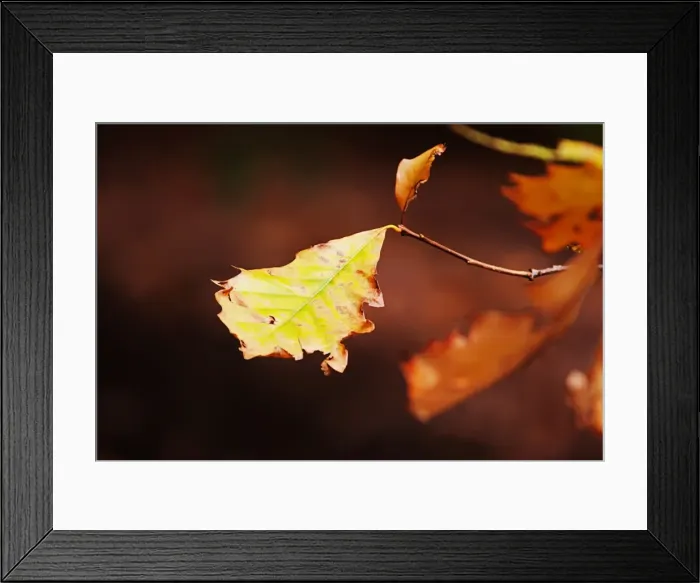 Framed Print : Autumn leaf