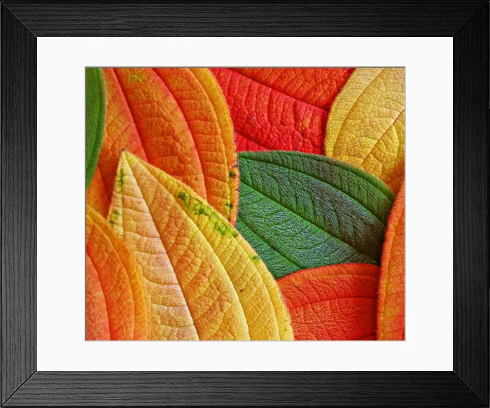 Framed Print : Autumn leaves
