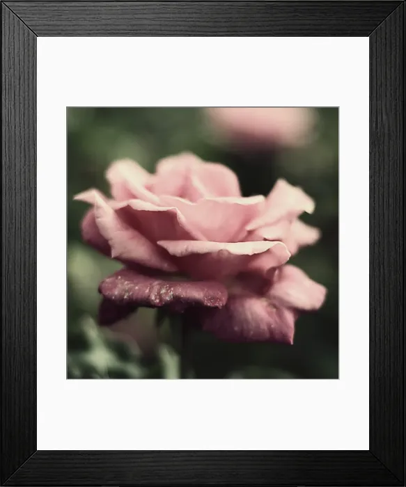 Framed Print : Pink Autumn rose at Montalto winery Framed Print : Pink Autumn rose at Montalto winery