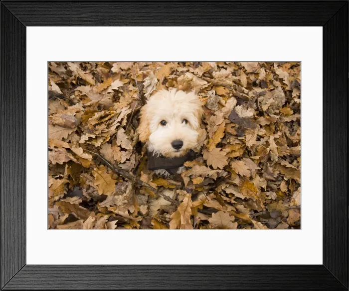 Framed Print : Autumn in Australia Framed Print : Autumn in Australia