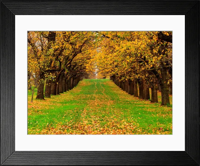 Framed Print : Autumn in Australia Framed Print : Autumn in Australia