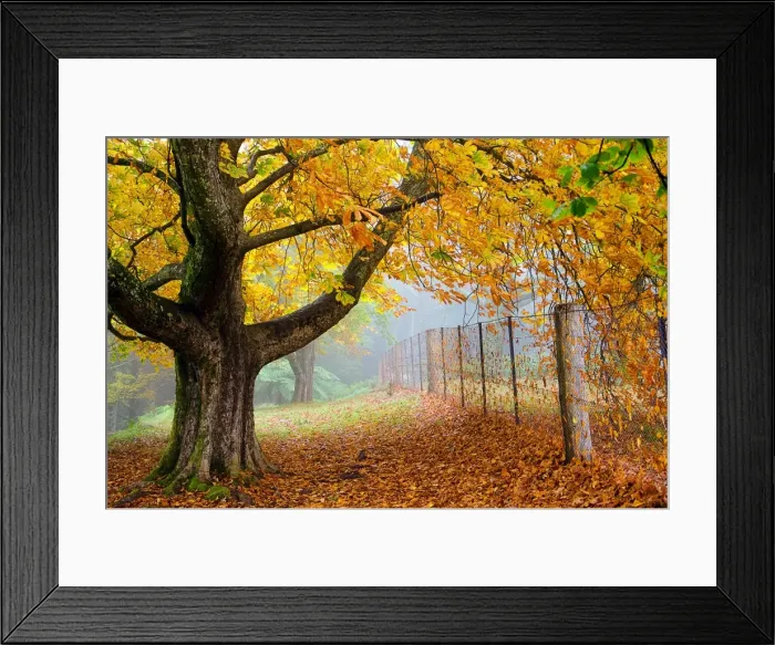 Framed Print : Large tree and fence in autumn colour