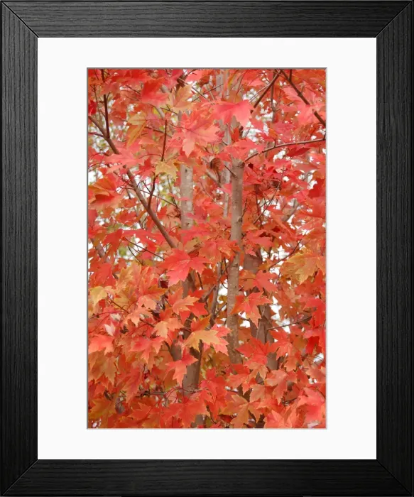 Framed Print : Autumn trees