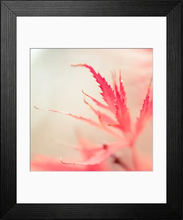 Framed Print : Japanese elm leaves Framed Print : Japanese elm leaves