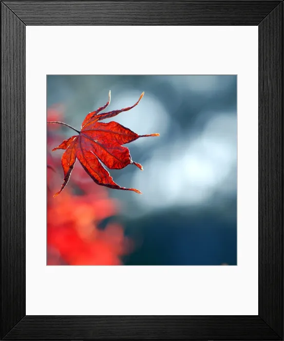 Framed Print : Red maple. Burnished red maple autumn leaf against a bokeh sky