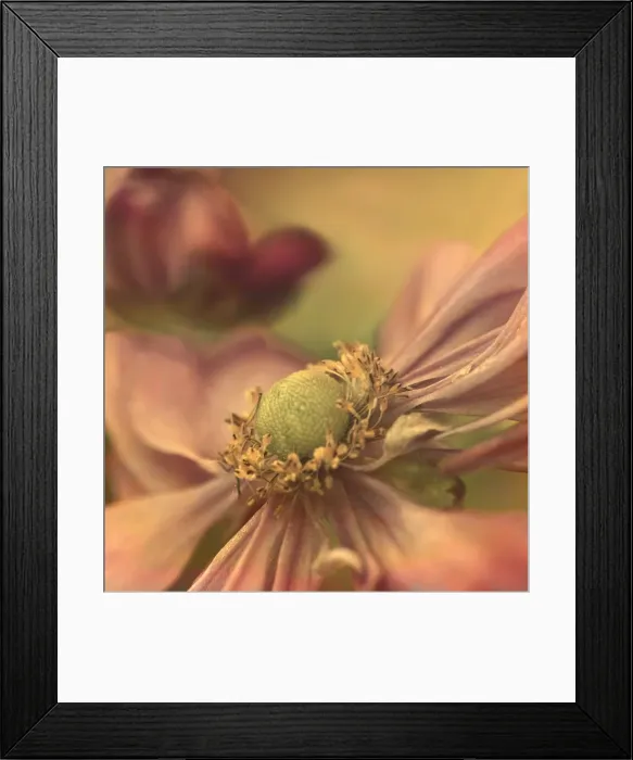 Framed Print : Autumn Warmth, Japanese windflowers Framed Print : Autumn Warmth, Japanese windflowers