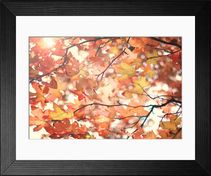 Framed Print : Autumn warmth Framed Print : Autumn warmth