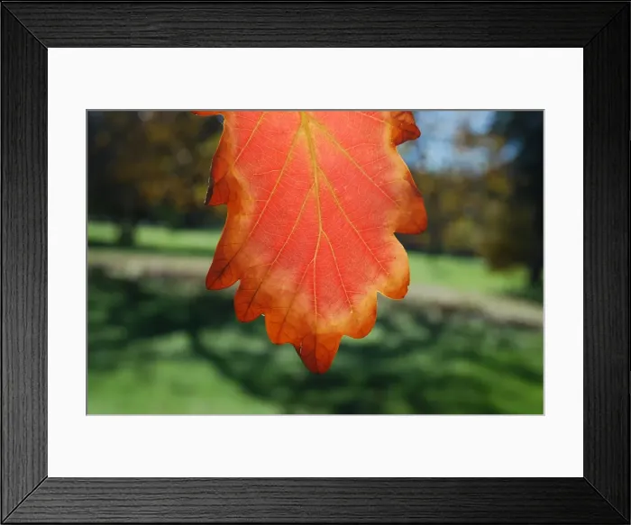 Framed Print : Autumn leaf