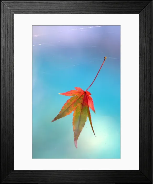 Framed Print : Autumn in Australia Framed Print : Autumn in Australia