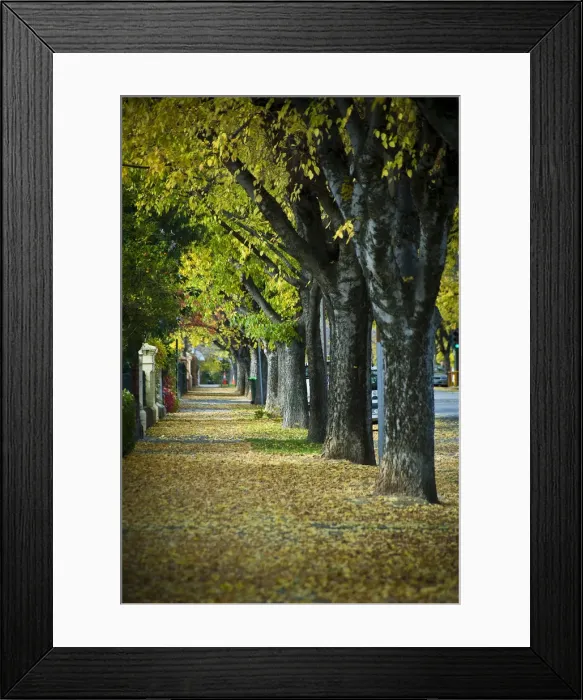 Framed Print : Autumn in Australia Framed Print : Autumn in Australia