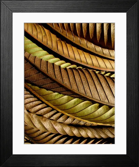 Framed Print : Autumn in Australia Framed Print : Autumn in Australia