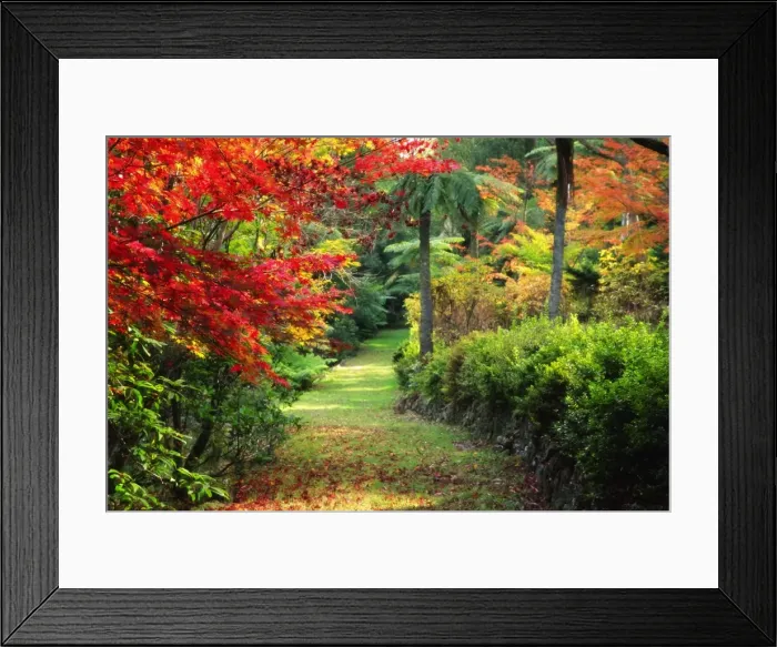 Framed Print : Footpath through garden in autumn